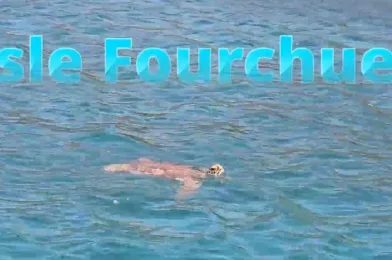 Isle Fourchue – Turtle Visits Us!